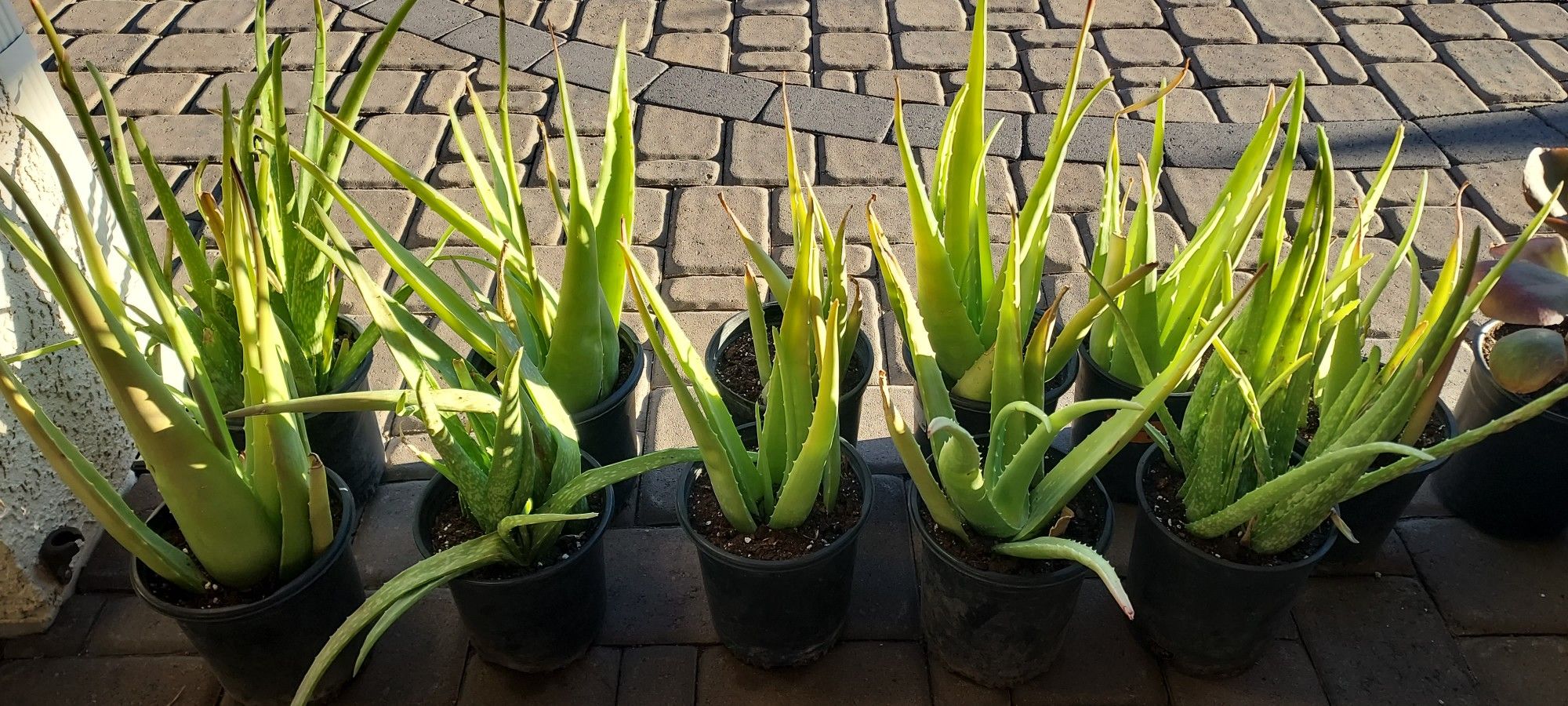 Aloe Vera Plants