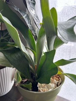 $17 each beautiful plant with pot