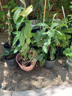 Loquat plant