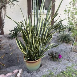 snake plant or best offer