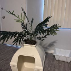 Cat Litter Box Plant 