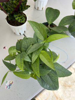 Cebu Blue Pothos for sale