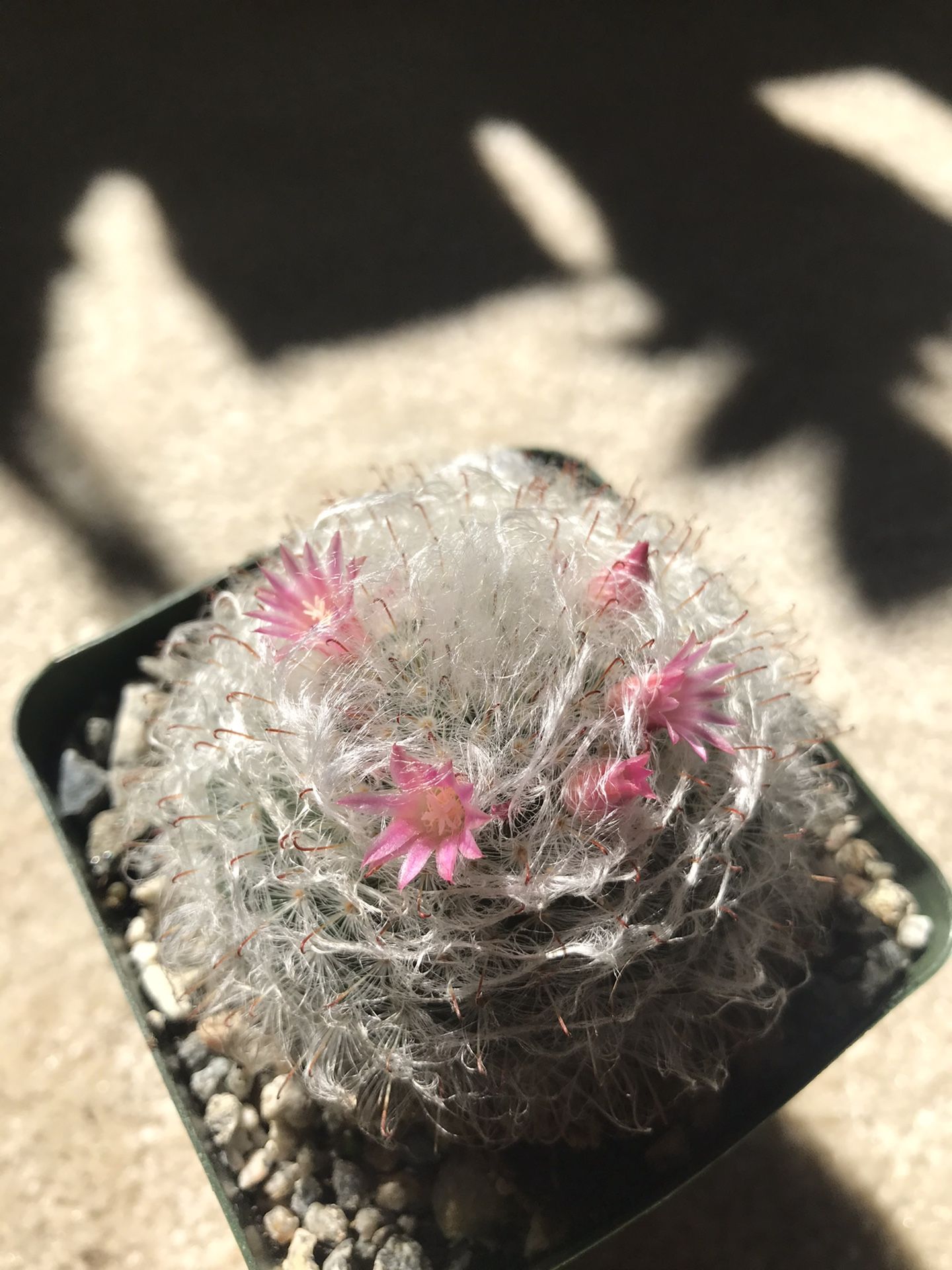 Blooming cacti