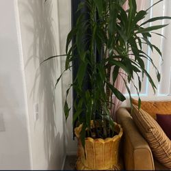 House Plant with Vase 