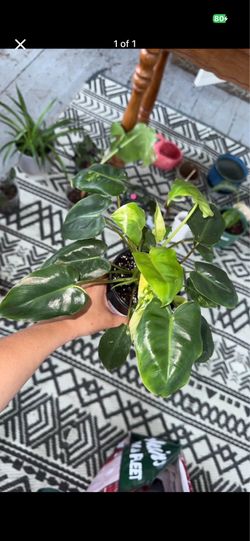 Philodendron Burle Marx Variegated