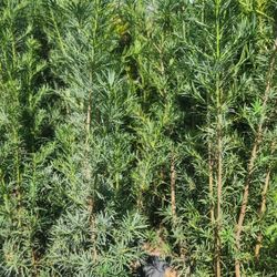 Beautiful Podocarpus Plants For Inmediate Privacy!!! 6 Feet Tall Measurements Over The Pot!! Fertilized 