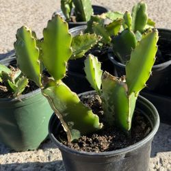 Dragon Fruit Cactus | Exotic Tropical Climber with Edible Fruit | Night-Blooming Beauty for Home & Garden" ✨🌙  