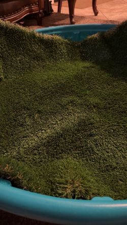 Puppy turf