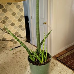 Sansevieria (Snake Plant / Mother-in-Law's Tongue)