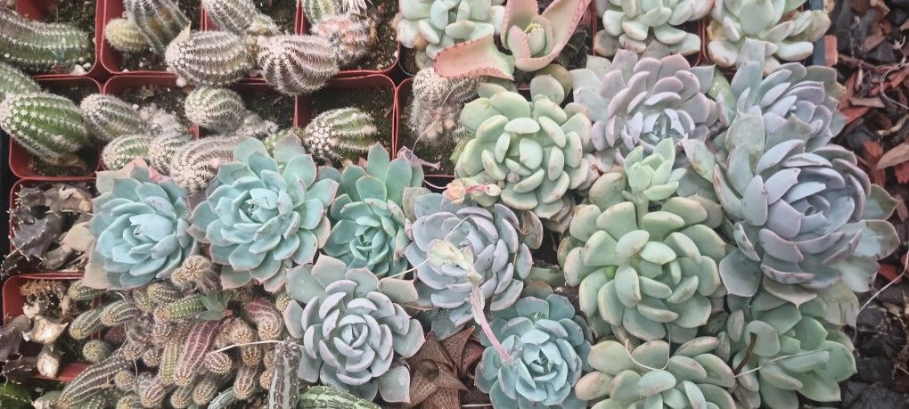 Succulents Plant.