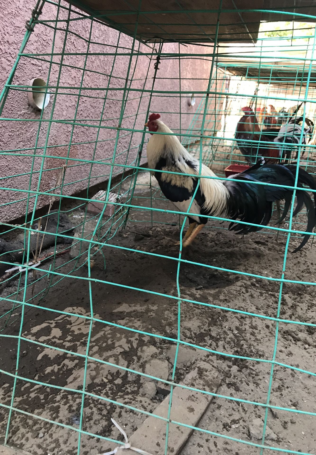 Gallos asil grey puro