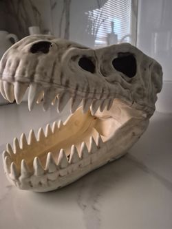 T rex skull