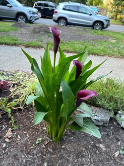 Dark Purple Calla Lily - Perennials
