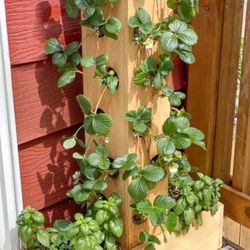 Vertical Strawberry Planters