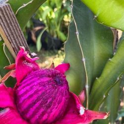 Dragon Fruit Plant 