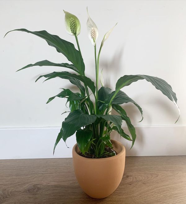 Peace lily plant for Sale in Los Angeles, CA OfferUp