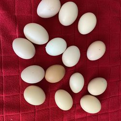 Fresh Free Range Chicken Eggs 🍳 🥚 $5/Dozen (12)