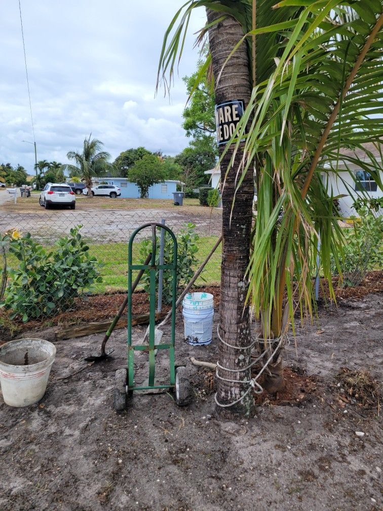 Coconut Tree
