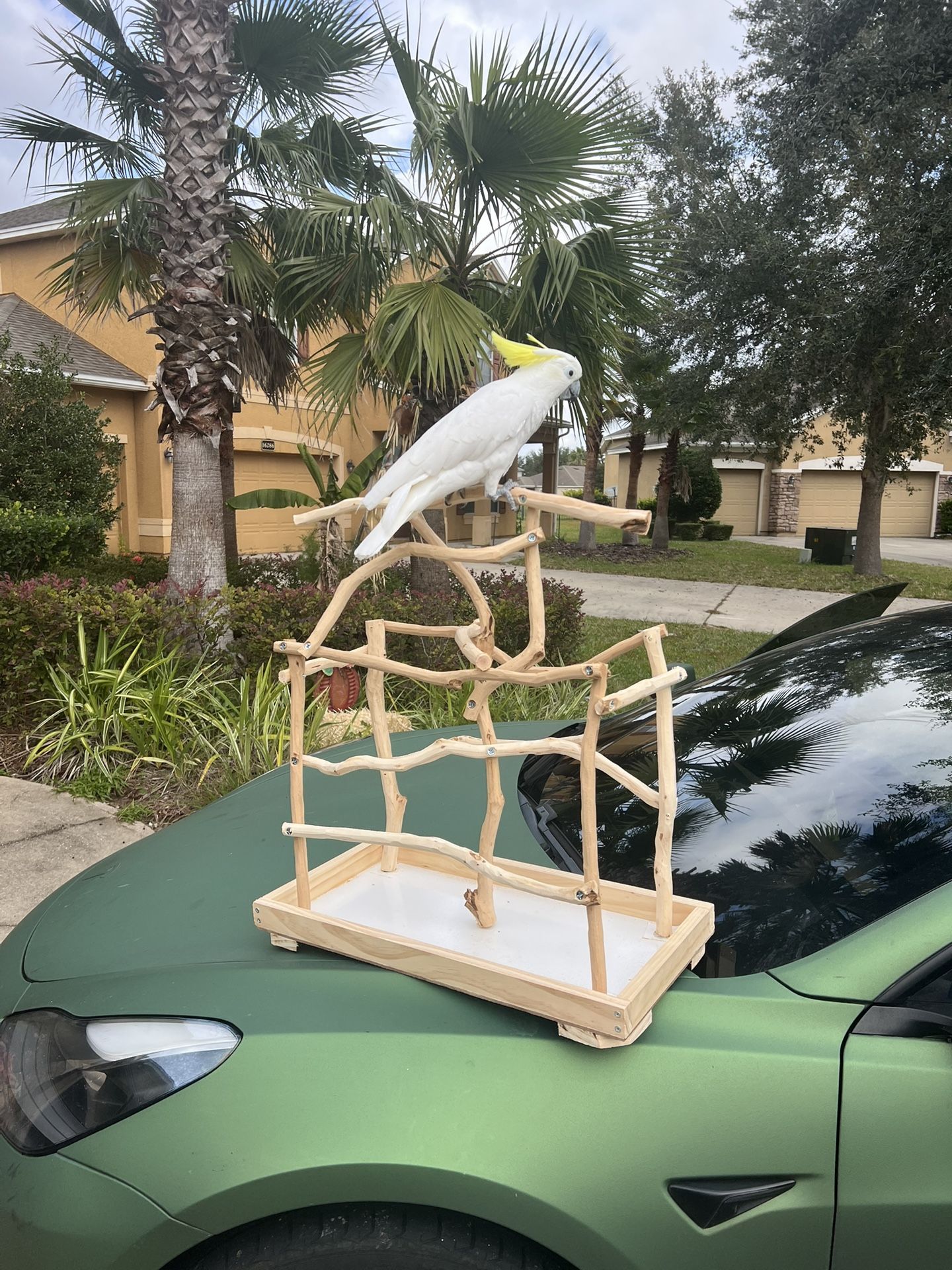 Parrot Table Top Stand - Bird Tree 