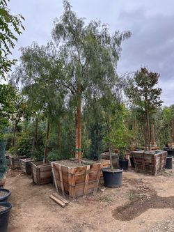California Pepper Tree, piru, pirul, drought tolerant fast growing shade tree 36” box