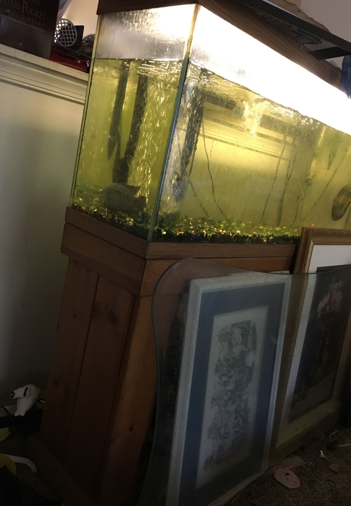 Fish tank with fish