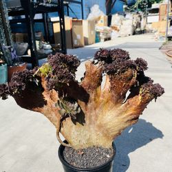 Aeonium Halloween Crest Imported 