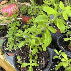 Jamaican/Costa Rican Mint Plant. Jamaican Peppermint Plants
