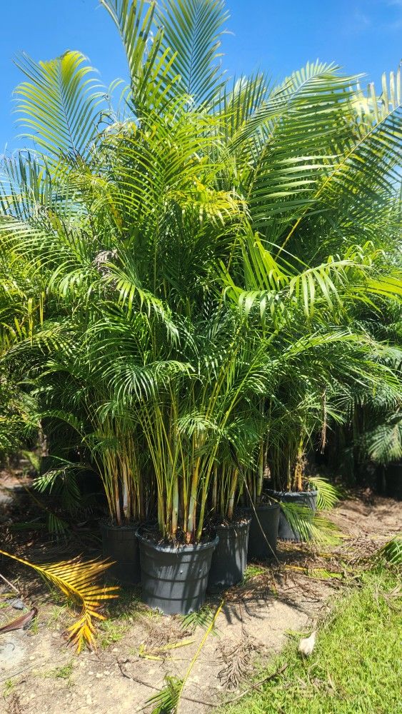Spectacular Arecas Palms About 9 Feet Tall!!! Fertilized