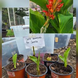 Canna Orange 
