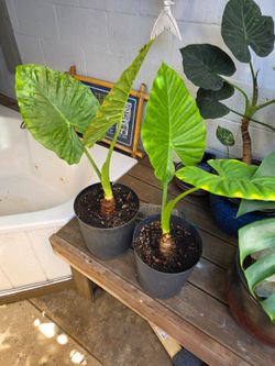 Beautiful Alocasia elephant ear
