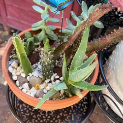 Mix Cactus And Succulent Pot 