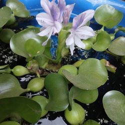 Water Hyacinths/Pond Plants