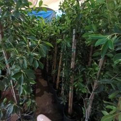 Ficus Nitida Tree 🌲 Please Text For Price