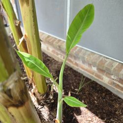 Banana Trees $10