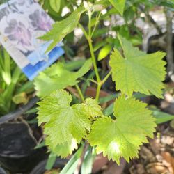 Grape Vine