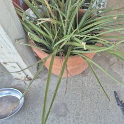 Dyckia Plant