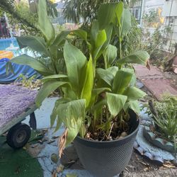 outside Plant 52 Inches Tall $30