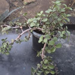 ELEPHANT BUSH SUCCULENT 