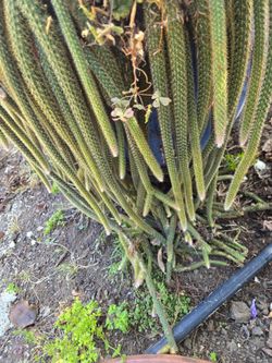 Rat tail  Cactus 🌵  100+ shoots/ stems