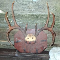 Hill Country 10 Point White Tail 1952