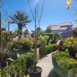 Palo Verde Tree 15 Gallons 