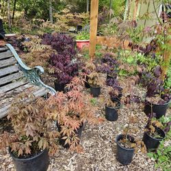 Many Japanese Maples For Sale🍁