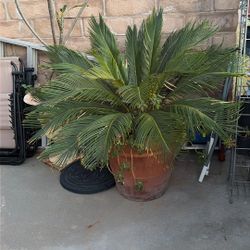 Large Palm 
