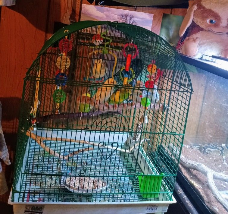 Bird Cage & Supplies