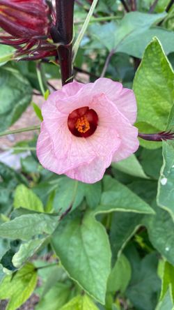 Hibiscus plant