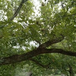 Chestnuts  Falling Lots Of Them