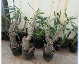 Madagascar Palm