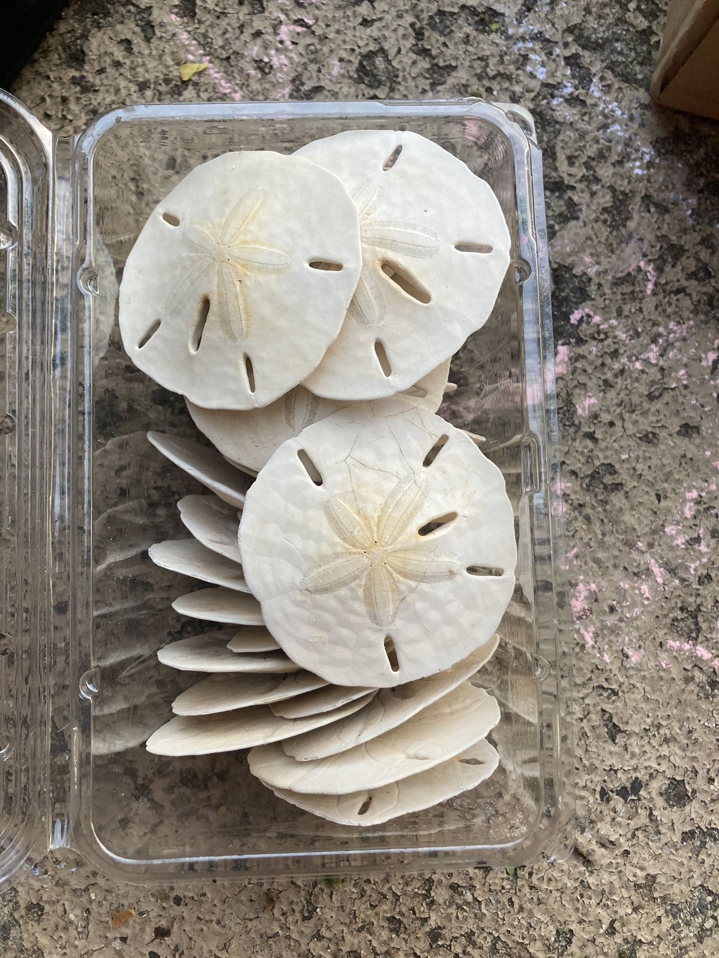 Sand Dollar