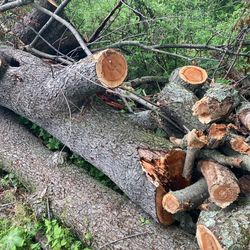 Cherry Fire Wood  Good For Smoking