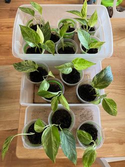 Plants $4 each